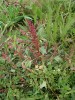 Ukázka druhů slaniskových trávníků a křemelinového štítu: merlík červený (Chenopodium rubrum) je typickýi druh narušovaných míst na slaniscích Soosu. Foto R. Paulič