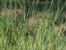Ukázka druhů slaniskových trávníků a křemelinového štítu: psineček psí (Agrostis canina)  je hojným až dominantním druhem  vlhkých míst na křemelině. Foto J. Brabec 