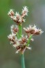 Detail květenství skřípince Tabernaemontana  (Schoenoplectus tabernaemontani), který je také dominantou slanomilných rákosin. Foto P. Tájek 