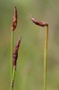Bahnička jednoplevá pravá (Eleocharis uniglumis subsp.  uniglumis) má výraznou objímavou spodní plevu na bázi klásku, která často klásek ohýbá. Foto P. Tájek 