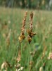Ostřice dvouřadá (Carex disticha). Foto J. Brabec 