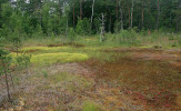 Mozaika rašelinných porostů a rašelinných lesů u cesty Hájek–Kateřina severně od pramene Věra. Foto J. Brabec