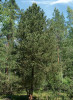 Borovice (zobanitá) blatka (Pinus un­cinata subsp. uliginosa) v lesním porostu jihozápadně osady Kateřina. Foto J. Velebil
