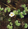 Lakušník štítnatý (Batrachium peltatum) patří k našim nejhojnějším zástupcům rodu. Foto R. Cibulka