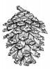 Perokresba čerstvě otevřené šišky borovice šupinaté (Pinus squamata), skutečná délka bez stopky je 10 cm. Orig. L. Businská