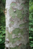 Detail tence se odlupující borky  na kmeni středně starého stromu borovice šupinaté (Pinus squamata), podle které dostal druh jméno. Foto R. Businský 
