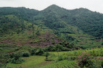Pohled od západu na stanoviště  druhu. Uprostřed je vrcholek nad lokalitou, ústřední skupina stromů vpravo, vedle nejvyšších terasových políček. Srpen 1998. Foto R. Businský 