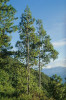 Ústřední skupina stromů borovice šupinaté (Pinus squamata) na západním stanovišti. Foto R. Businský 