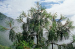 Vrchol jednoho z největších stromů borovice šupinaté (Pinus squamata) na západním stanovišti. Foto R. Businský 