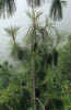 Plodný vrchol mladšího stromu borovice šupinaté (Pinus squamata), nejvzácnější a nejohroženější borovice světa, známé z jediné lokality v jihozápadní Číně, kde přežívá méně než 50 dospělých jedinců. Foto R. Businský 