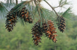 Čerstvě otevřené šišky borovice tapiešanské (Pinus dabeshanensis) v koruně nejstaršího stromu. Foto R. Businský