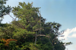 Pětijehličná borovice jakušimská  (Pinus amamiana) je nejvzácnější japonskou borovicí, omezenou na tři nevelké populace v jižní části souostroví. Na snímku skupina stromů na skalním  žebru v hlavní populaci  nad západním pobřežím ostrova Jakušima. Prefektura Kagošima, region ostrova Kjúšú, Japonsko,  listopad 1991.  Foto R. Businský