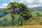 Skupina starších stromů borovice osmahlé (Pinus ustulata) na požáry odlesněném předhoří masivu Halcon na ostrově Mindoro. Filipíny, duben 2000. Foto R. Businský
