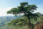 Osamocený strom b. Wangovy pravé (Pinus wangii subsp. wangii) na odlesněném mogotu u vesnice Tchiečchang.  Červenec 1996. Foto R. Businský