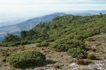 Husté porosty keřovité borovice vrcholové (Pinus culminicola) na temeni hory Cerro Potosí (3 721 m n. m.),  Nuevo León, Mexiko. Rozptýlené nízké stromy patří b. Hartwegově (P. hartwegii), která vystupuje na vyšších masivech až přes 4 000 m n. m., a dosahuje tak  nejvyššího horního výškového limitu mezi borovicemi amerického kontinentu (únor 2007). Foto R. Businský