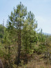 Mladé stromy borovice chaliské  (Pinus jaliscana) v subtropické vegetaci poblíž vesnice El Tuito na západě mexického státu Jalisco (únor 2007). Foto R. Businský