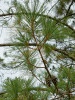 Plodná větev borovice chaliské  s charakteristickým postupným vývojem internodií a šišek (tzv. gradinodální vý­hon), typicky se vyskytujícím jen u pěti tropických druhů borovic. Jednotlivé segmenty plodných větví mezi rozvětveními vyrůstají v počtu tří a více za rok, takže šišky dokončují vývoj druhým rokem jako u většiny borovic, ale na nej­méně čtvrté uzlině (nodu), na této fotografii na šesté. Foto R. Businský