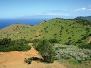 Sukulentová buš s převahou pelyňků Artemisia thuscula na ostrově La Gomera. V pozadí nejvyšší hora Španělska  Pico de Teide na ostrově Tenerife. Foto F. Trnka