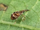 Nosatčík Taeniapion delicatulum z bylinného podrostu vavřínového lesa. Foto F. Trnka