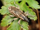 Největší nosatec La Gomery  Cyphocleonus armitagei. Foto F. Trnka