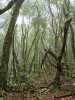 Stálezelený vavřínový les. Foto F. Trnka