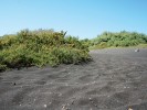Pláže s černým sopečným pískem a slanobýlem Salsola capensis. Foto F. Trnka