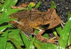 Jeden z endemických cejlonských zástupců čeledi létavkovití (Rhacophoridae) létavka Polypedates cruciger. Foto D. Jablonski