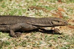 Varan bengálský (Varanus bengalensis) obývá v rezervaci hlavně otevřené a slunné biotopy. Foto D. Jablonski