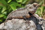 Agama z druhového komplexu lepoještěra pestrého (Calotes versicolor). Foto D. Jablonski