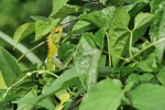 Lepoještěry zelené (Calotes calotes) můžeme zahlédnout na vrcholcích keřů a nízkých stromů, kde díky svému krycímu zbarvení dobře splývají. Foto D. Jablonski