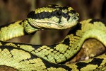 Jedovatým endemickým druhem je rovněž chřestýšovec cejlonský (Trimeresurus trigonocephalus). Foto D. Jablonski