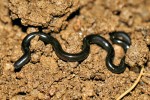 Skrytě žijící hady zastupuje slepák květinový (Indotyphlops braminus),  jenž se obchodem se zahradnickou  zeminou a rostlinami dostal do mnohých částí světa včetně jižní Evropy. Foto D. Jablonski