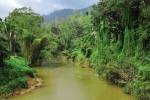 Porosty lesa v okolí řeky Gin Ganga. Biotop např. pro lepoještěra zeleného, varana skvrnitého (Varanus salvator)  nebo krajtu tygrovitou (Python molurus). Foto D. Jablonski
