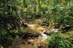 Lesní potoky a podmáčená místa v primárním lese představují útočiště žab rodu pouchalka, agam Otocryptis wiegmanni nebo chřestýšovců cejlonských. Foto D. Jablonski