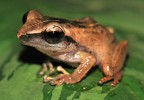 Druhově nejpočetnější skupinu na Srí Lance endemických žab představují pouchalky rodu Pseudophilautus. Na snímku šplhavý zástupce P. folicola. Foto D. Jablonski