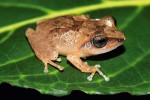 Druhově nejpočetnější skupinu na Srí Lance endemických žab představují pouchalky rodu Pseudophilautus. Na snímku šplhavý zástupce P. popularis. Foto D. Jablonski