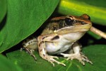 Stromový skokan zlatavý (Indosylvirana aurantiaca). Foto D. Jablonski