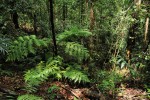 Pohled do interiéru primárního deštného lesa v rezervaci Sinharaja, biotopu např. bičovky nosaté (Ahaetulla nasuta). Foto D. Jablonski