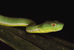 Anglický název chřestýšovců pit viper odkazuje na jamky (párové termoreceptory) na horní čelisti, které těmto hadům pomáhají s orientací, hlavně  při vyhledávání kořisti. T. stejnegeri v NP Cuc Phuong. Foto D. Koleška