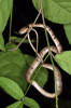 Šnekojed Pareas hamptoni ve vietnamském národním parku Cuc Phuong. Tento had se živí především měkkýši, které vytahuje z ulit pomocí mimořádně pohyblivé spodní čelisti. Snímek byl pořízen v noci, kdy jsou šnekojedi aktivní a pátrají po potravě, např. ve větvích stromů a keřů. Foto D. Koleška
