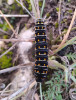 Melanická forma housenky otakárka fenyklového (Papilio machaon). Foto P. Skala