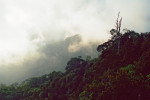 Horský mlžný prales na Borneu, oblast Crocker range. Foto V. Vrabec