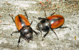 Roháč druhu Odontolabis castelnaudi, dvě samice. Foto V. Vrabec