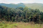 Nejlepší naleziště roháčů během  cesty na Borneo – okraj průseku pralesem, který vznikl kvůli elektrickému vedení u Gunung Alab. Foto V. Vrabec