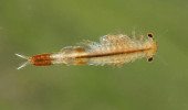 Samice žábronožky trnochvosté (Chirocephalus chyzeri) bývají často zbarveny šedomodře. Foto M. Stuchlík 