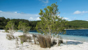 Jezero McKenzie (Boorangoora), ostrov Fraser, Queensland, je oblíbeným cílem návštěvníků rozlehlého národního parku Great Sandy, který zahrnuje samotný ostrov i přilehlé písčiny na pevnině. Nevšední krása jezera je způsobená unikátní kombinací faktorů prostředí, které daly vzniknout těmto pro život velmi nehostinným vodám. Foto P. Šrámek