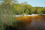 Bílá písečná pláž silně kontrastuje s extrémně kyselou vodou obarvenou vysokou koncentrací huminových kyselin. Jezero Brown Lake, ostrov North Stradbroke, Queensland v Austrálii. Foto P. Šrámek