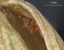 Různě vyvinutá semena uvnitř tobolky v kukačky. Foto R. Prausová