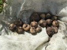  Hlízy vstavače kukačky dopěstované v kultuře – v červnu před výsadbou do oplocenek v přírodní rezervaci Mazurovy chalupy. Foto R. Prausová