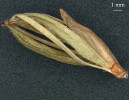 Zralá tobolka v. kukačky s uvolňujícími se semeny. Foto R. Prausová